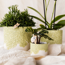 Sierpot - Bloom Green - Pot Ø 12cm