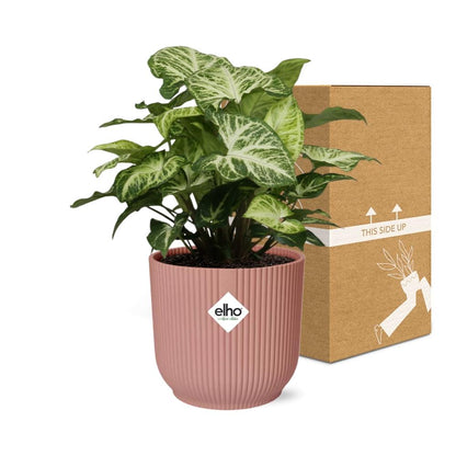 Kamerplant - Syngonium Arrow - Pot Ø 14cm