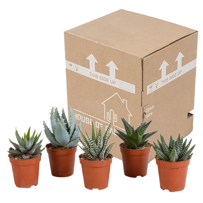 Kamerplant 5x Gasteria/Haworthia mix - Zonder pot Ø 5,5cm