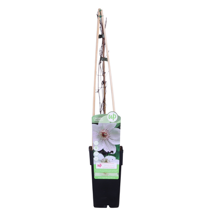 Buitenplant - Clematis Miss Bateman - Wit Bloeiend - Pot Ø 15cm Hoogte ↕ 65cm