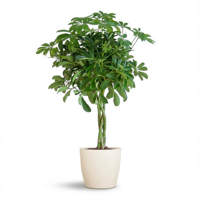 Kamerplant - Schefflera Arboricola 'Nora' - Pot Ø 21cm Hoogte ↕ 70cm