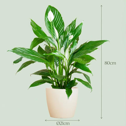 Kamerplant - Spathiphyllum incl. sierpot wit - Pot Ø 21cm Hoogte ↕ 80cm