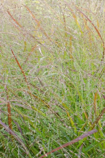 Buitenplant - Panicum virgatum 'Cheyenne Sky' - Pot Ø 23cm Hoogte ↕ 60cm