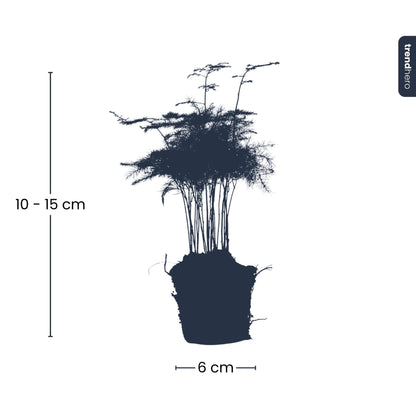 Kamerplant - Asparagus Setaceus Plumosus - Sierasperge - Potmaat 6