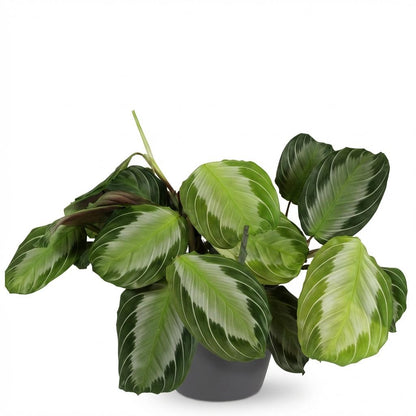 Kamerplant - Maranta Fascinator Silverband - Pot Ø 12cm Hoogte ↕ 25cm
