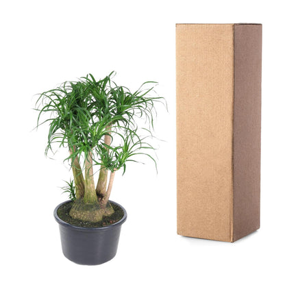 XL kamerplant - Beaucarnea vertakt - Pot Ø 41cm Hoogte ↕ 110cm