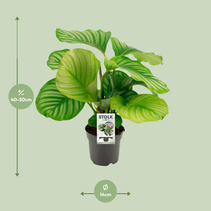 Kamerplant - Calathea Orbifolia - Pot Ø 14cm Hoogte ↕ 50cm