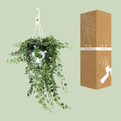 Kamerplant - Hedera 'Wonder Green' - Pot Ø 24cm Hoogte ↕ 70cm