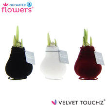 Kamerplant 3x Velvet Touchz Classic Mix - Pot Ø 7cm Hoogte ↕ 15cm