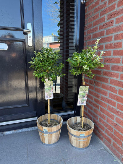 Buitenplant - Euonymus fortunei 'Harlequin' op stam - Winterhard - Pot Ø 19cm Hoogte ↕ 90cm