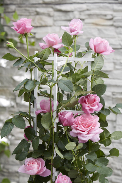 Buitenplant - Rosa Crazy in Love 'Pink' - Roze Roos - Bloeiend - Pot Ø 15cm Hoogte ↕ 65cm