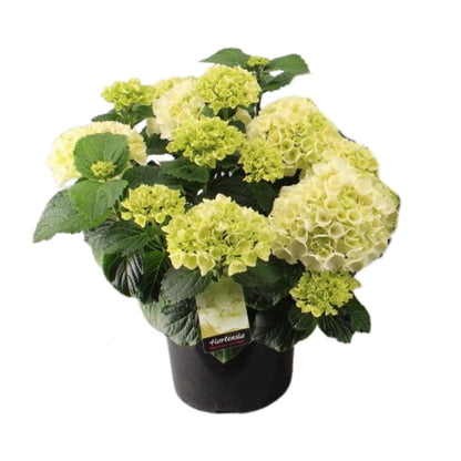 Buitenplant - Hortensia Wit - Bloeiend - Pot Ø 23cm Hoogte ↕ 40cm