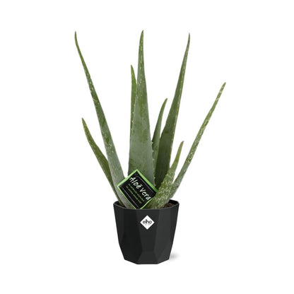 Kamerplant - Aloe Vera - Pot Ø 14cm Hoogte ↕ 12cm