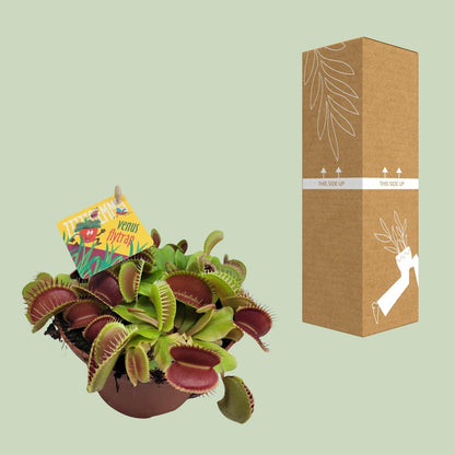 Kamerplant - Dionaea Muscipula - Pot Ø 12cm Hoogte ↕ 12cm