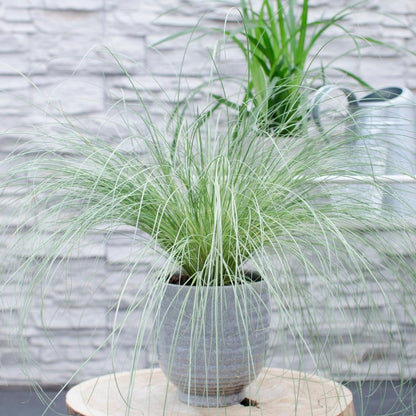 Buitenplant 6x Carex comans 'Frosted Curls' - Pot Ø 14cm Hoogte ↕ 25cm