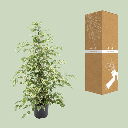 Kamerplant - Ficus benjamina Twilight - Pot Ø 21cm Hoogte ↕ 95cm