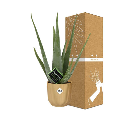 Kamerplant - Aloe Vera - Pot Ø 14cm