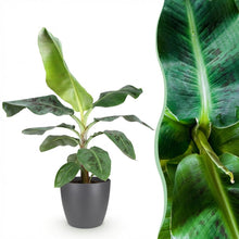 Kamerplant - Musa acuminata Dwarf Cavendisch - Bananenplant - Pot Ø 21cm Hoogte ↕ 70-75cm