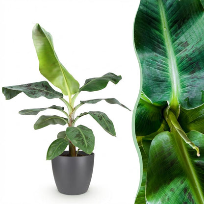 Kamerplant - Musa acuminata Dwarf Cavendisch - Bananenplant - Pot Ø 21cm Hoogte ↕ 70-75cm