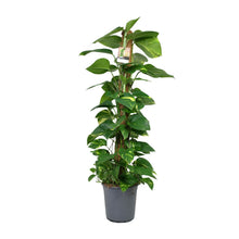 Kamerplant - Scindapsus Epipremnum - Pot Ø 24cm Hoogte ↕ 120cm