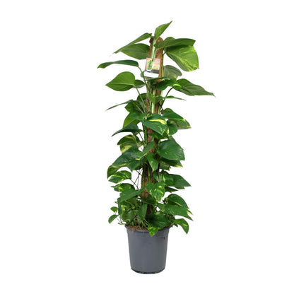Kamerplant - Scindapsus Epipremnum - Pot Ø 24cm Hoogte ↕ 120cm