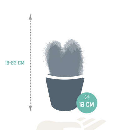 Kamerplant 3x Cereus mix - in witte pot - Pot Ø 10,5cm
