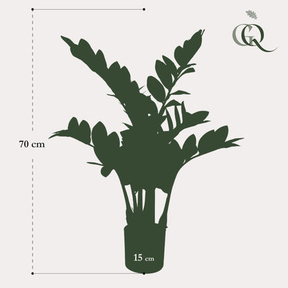 Kunstplant - Zamioculcas Kamerpalm - Hoogte ↕ 70cm