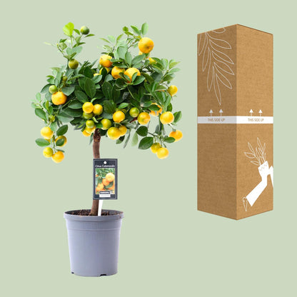 Kamerplant - Citrus Calamondin - Pot Ø 15cm Hoogte ↕ 45cm