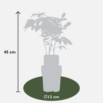 Buitenplant - Rubus idaeus 'Malling Promise' - Framboos - Pot Ø 13cm Hoogte ↕ 45cm