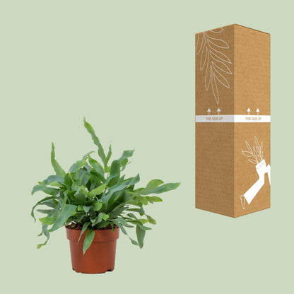 Kamerplant - Phlebodium Blue Star - Pot Ø 12cm Hoogte ↕ 32cm