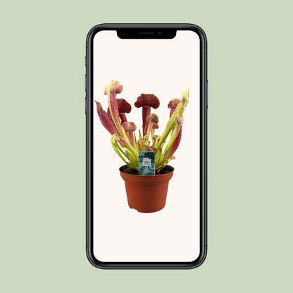 Kamerplant - Sarracenia Barba - Pot Ø 12cm Hoogte ↕ 25cm