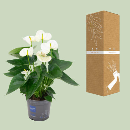 Kamerplant - Anthurium White - Bloeiend - Pot Ø 12cm Hoogte ↕ 43cm