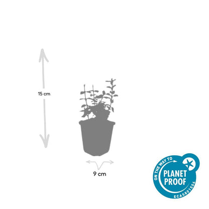 Buitenplant 60x Euonymus fort. 'Harlequin' - Bladhoudend - Pot Ø 9cm Hoogte ↕ 10-25cm