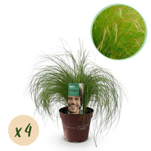 Buitenplant 4x Stipa tenuifolia 'Pony Tails' - Pot Ø 17cm Hoogte ↕ 50cm