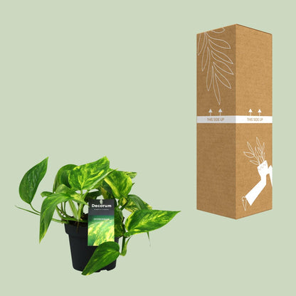 Kamerplant - Scindapsus (Epipremnum) Pinnatum HiColor - Pot Ø 12cm Hoogte ↕ 20cm