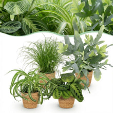 Kamerplant - Mix van 4 Huisdiervriendelijke Planten - Pot Ø 12cm Hoogte ↕ 25cm