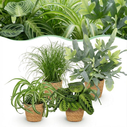 Kamerplant - Mix van 4 Huisdiervriendelijke Planten - Pot Ø 12cm Hoogte ↕ 25cm