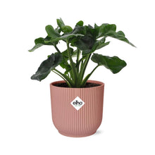 Kamerplant - Philodendron Atom - Pot Ø 14cm
