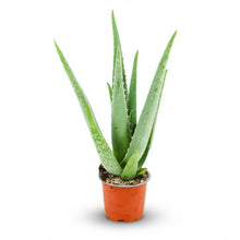 Kamerplant - Aloë Vera - Pot Ø 10,5cm Hoogte ↕ 35-40cm