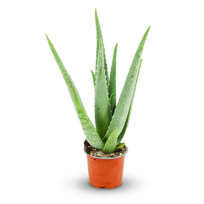 Kamerplant - Aloë Vera - Pot Ø 10,5cm Hoogte ↕ 35-40cm