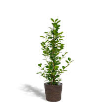 Kamerplant - Ficus microcarpa Moclame - Inclusief mand - Pot Ø 21cm Hoogte ↕ 95cm