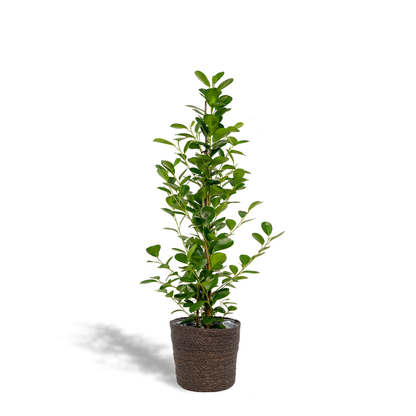 Kamerplant - Ficus microcarpa Moclame - Inclusief mand - Pot Ø 21cm Hoogte ↕ 95cm