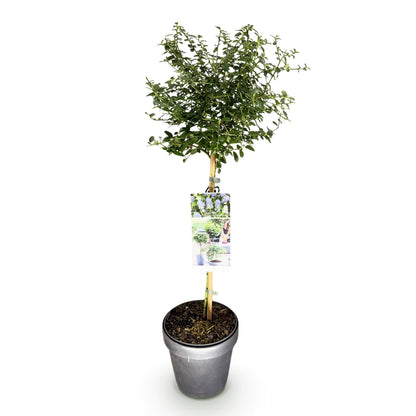 Buitenplant - Ceanothus thyrsiflorus Repens - Winterhard - Bloeiend - Pot Ø 19cm Hoogte ↕ 90cm