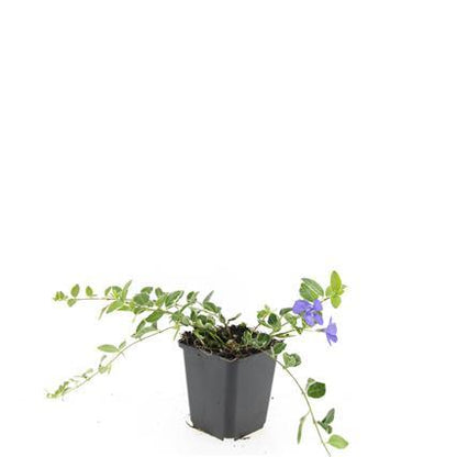 Buitenplant 48x Vinca minor 'Ralph Shugert' - Pot Ø 9cm Hoogte ↕ 10-25cm