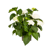 Buitenplant - Hydrangea Macrophylla White - Bloeiend - Pot Ø 24cm Hoogte ↕ 70-80cm