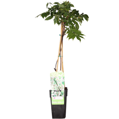 Buitenplant - Wisteria floribunda Alba - Bloeiend - Pot Ø 15cm Hoogte ↕ 65cm