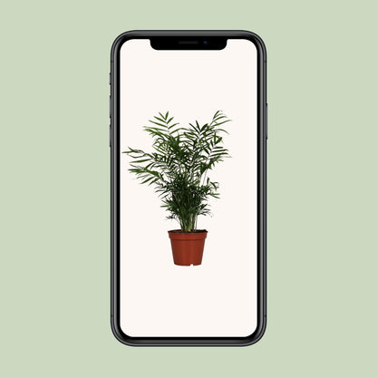 Kamerplant - Chamaedorea Elegans - Pot Ø 17cm Hoogte ↕ 55cm