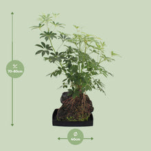 Kamerplant - Schefflera Arboricola - Pot Ø 40cm Hoogte ↕ 80cm