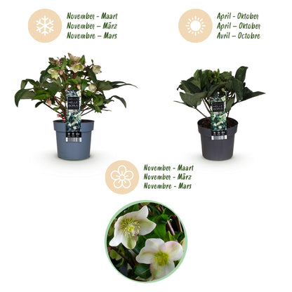 Buitenplant Helleborus 'Diamfire' - Groene bloem, groenblijvend, winterhard - Pot Ø 19cm Hoogte ↕ 40cm