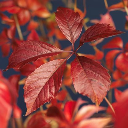 Buitenplant 2x Parthenocissus Engelmannii - Klimplant - Pot Ø 11cm Hoogte ↕ 40cm